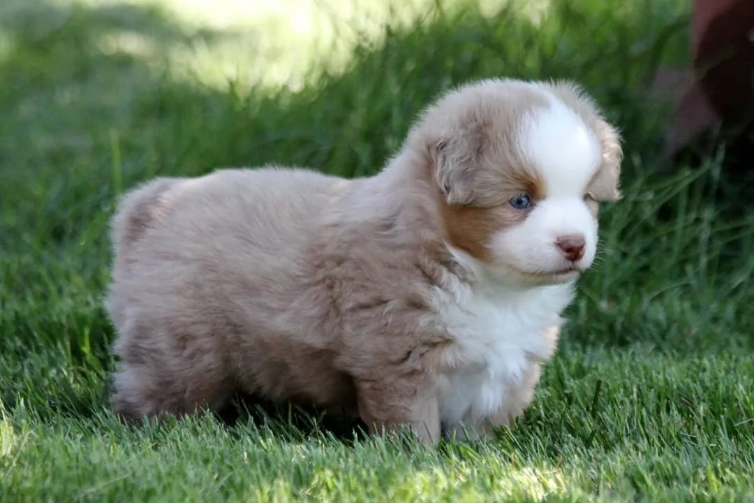 Fullerton Toy Aussies