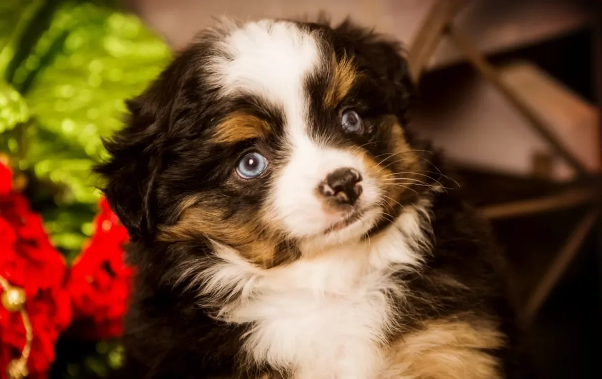 Magical Toy Aussies