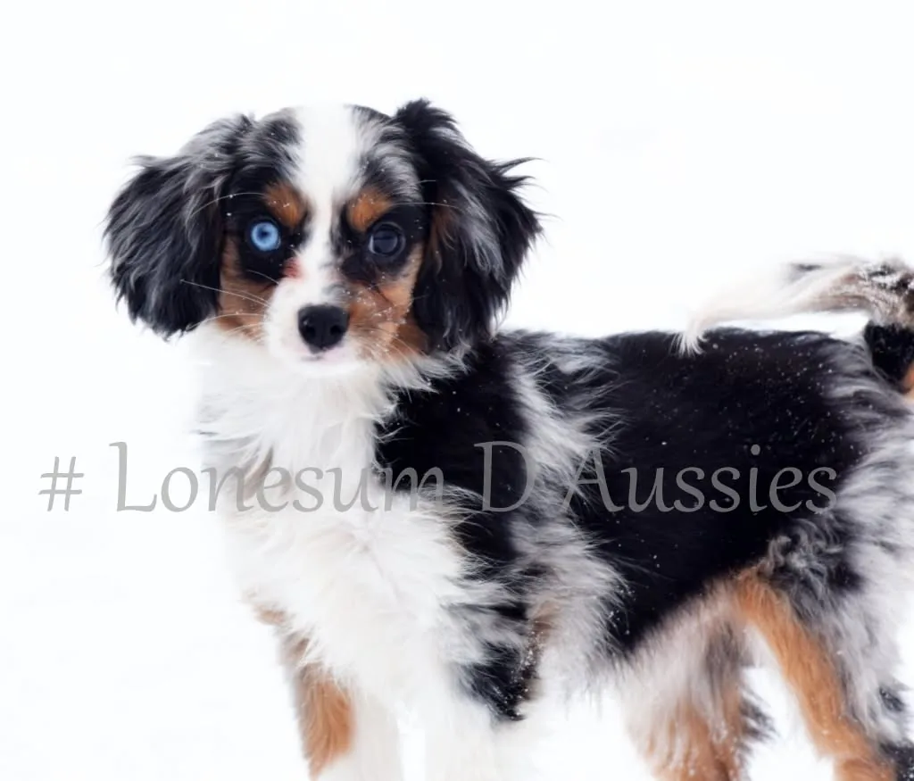 Lonesum D Aussies