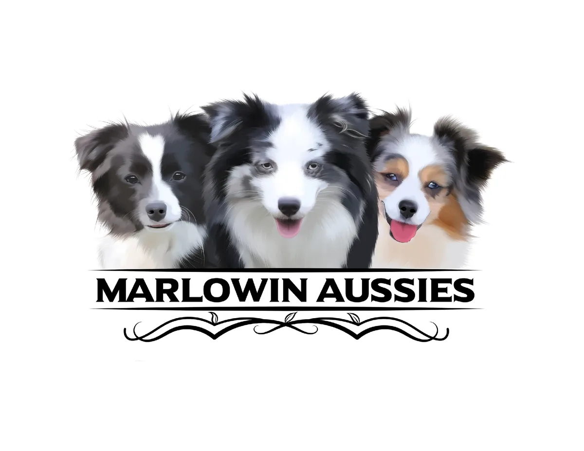 Marlowin Aussies