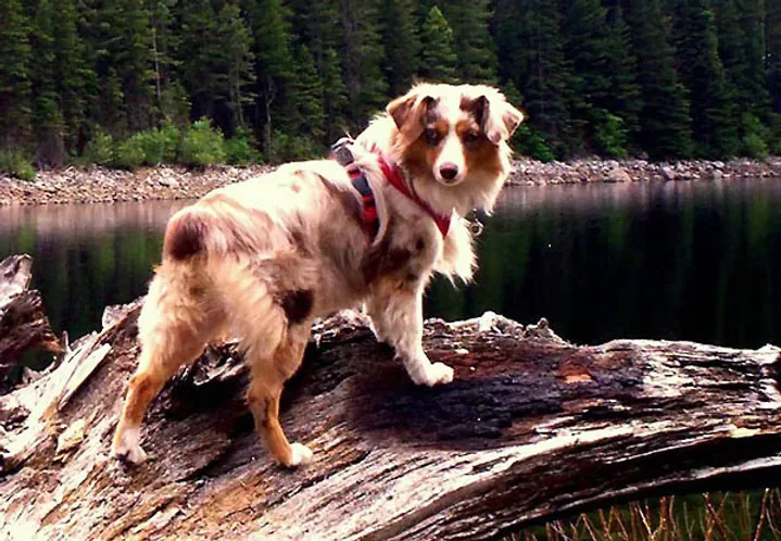 BEARTOOTHS JUNEBUG AT FLYING WALKER RANCH