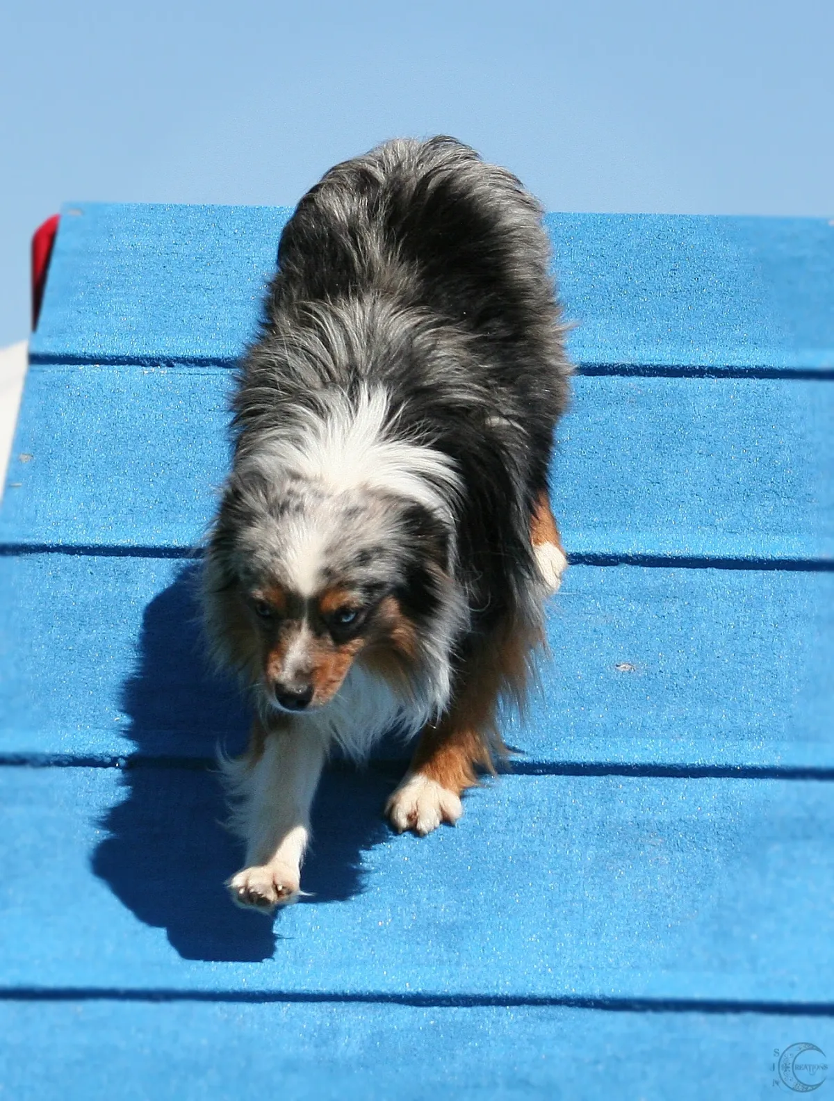 MarLoWin's Brody of Spirit Mesa
