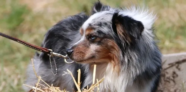 MarLoWin's Brody of Spirit Mesa