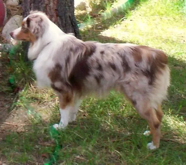 BEARTOOTHS JUNEBUG AT FLYING WALKER RANCH